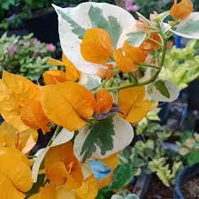 Yellow Delima