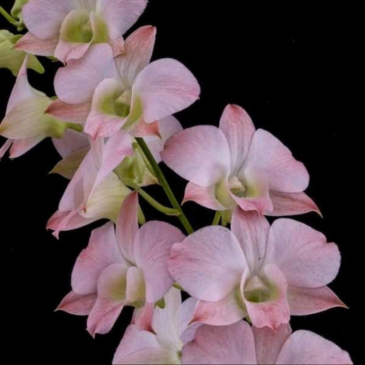 Dendrobium Visa Peach #326_SS