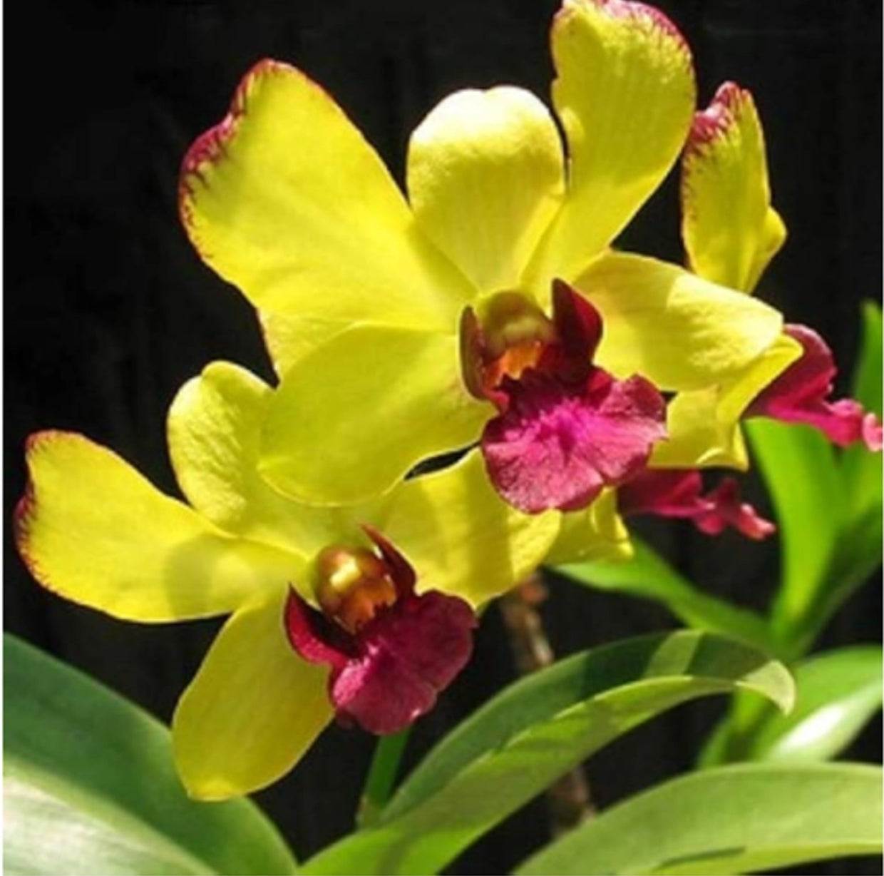 Dendrobium (CKAi x Sampran Brown)