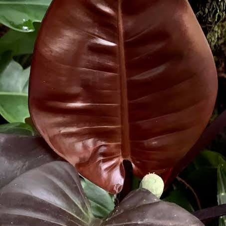 Philodendron Chocolate