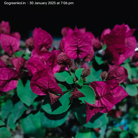 Chocolate Pink (Rooted)