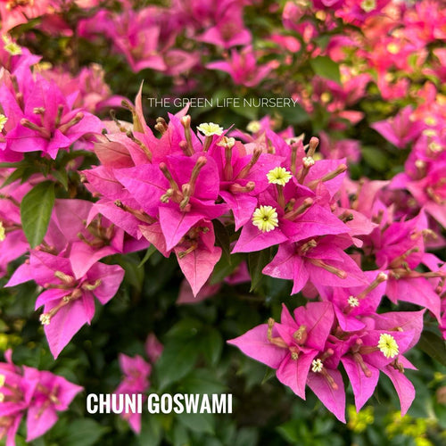 Chuni Goswami
