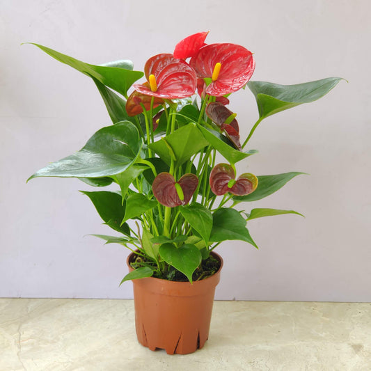 Anthurium Red XL