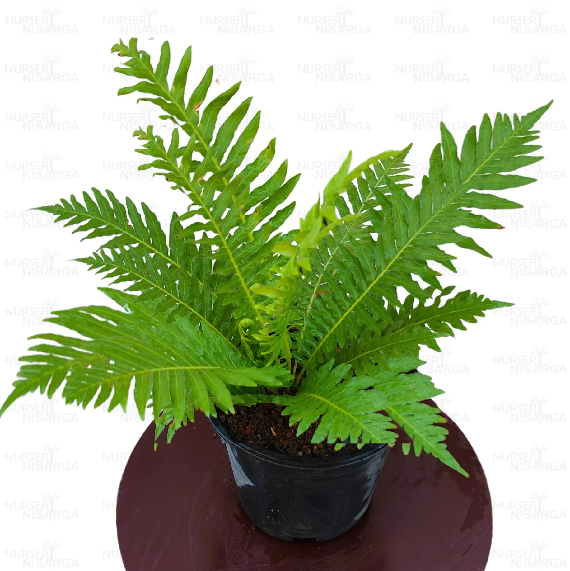 Tree Fern