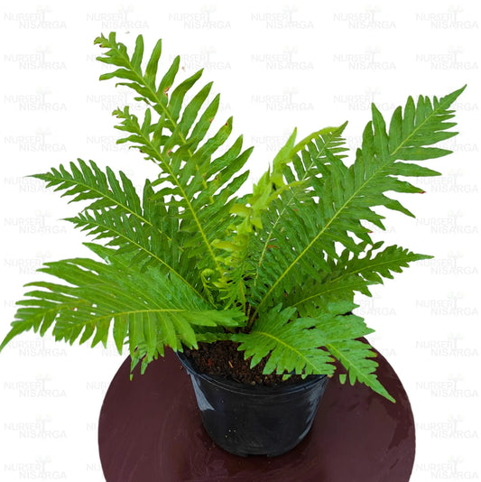 Tree Fern