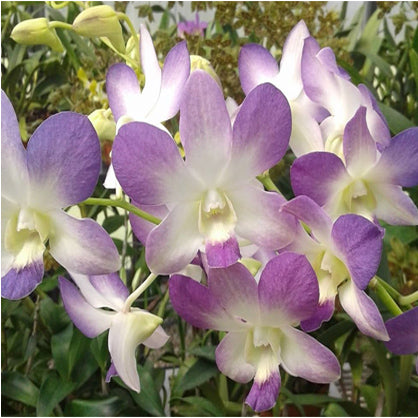 Dendrobium, Areedang Blue # 1546