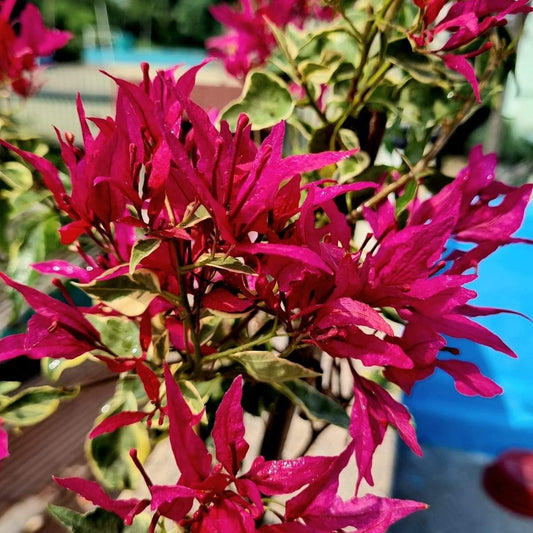 Butterfly Red (Rooted)