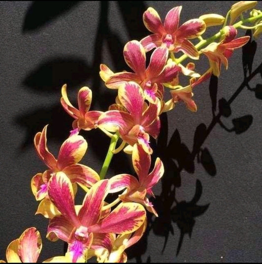 Dendrobium Bangkok Splash_SS