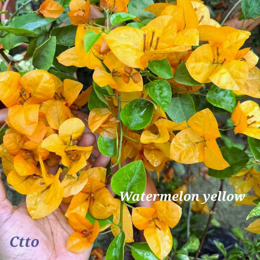 Watermelon Yellow