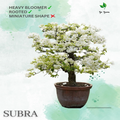 Subhra (Rooted)