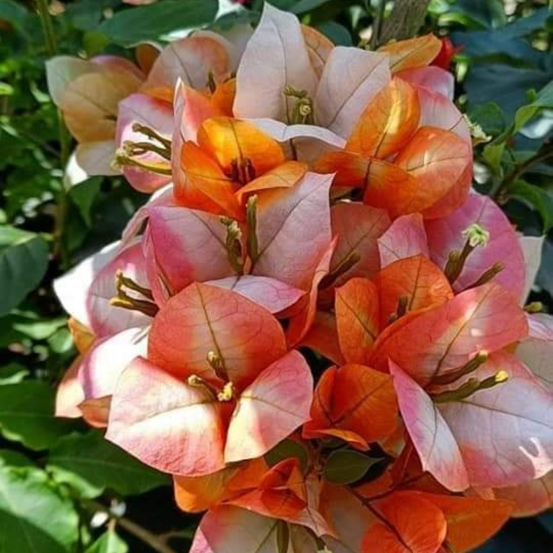 Golden Sunshine (Rooted)