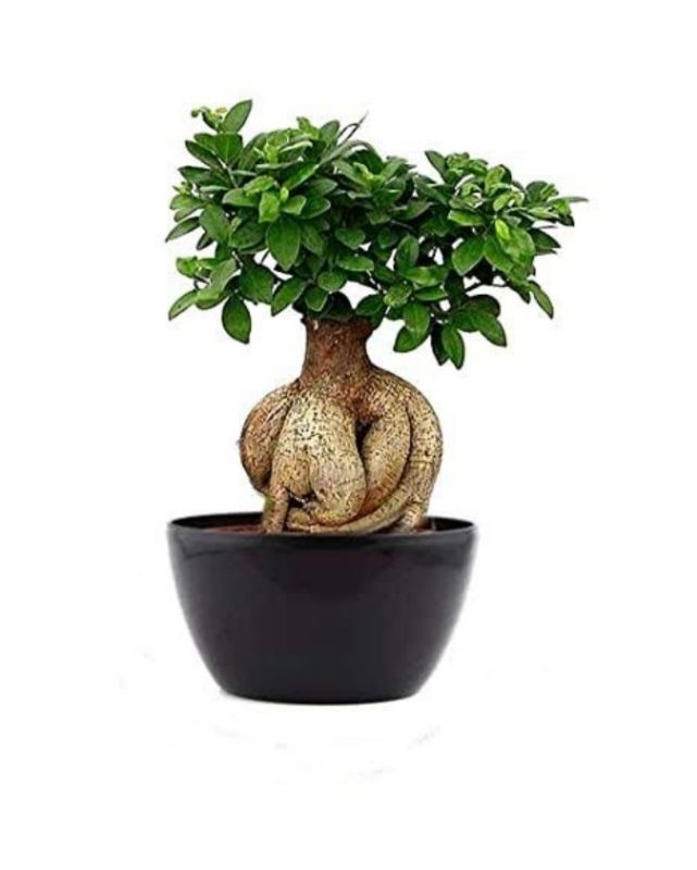 Ficus Bonsai Plant (14cm)