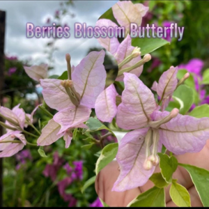 3B Bougainvillea