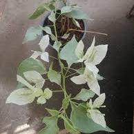 Silver White