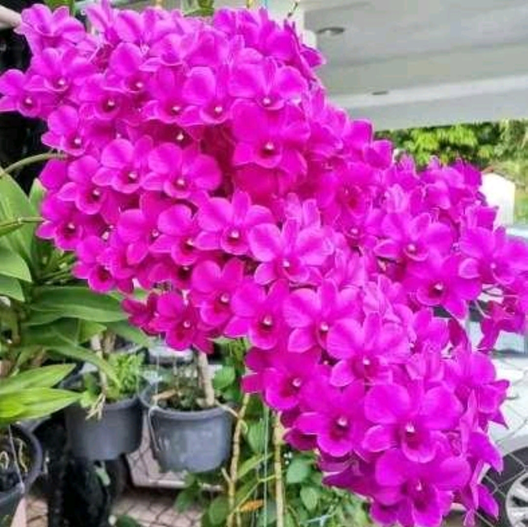 Dendrobium Burana Red Sonia_SS