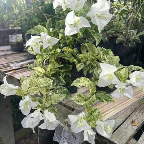 Merindu Queen Brunai (Grafted)