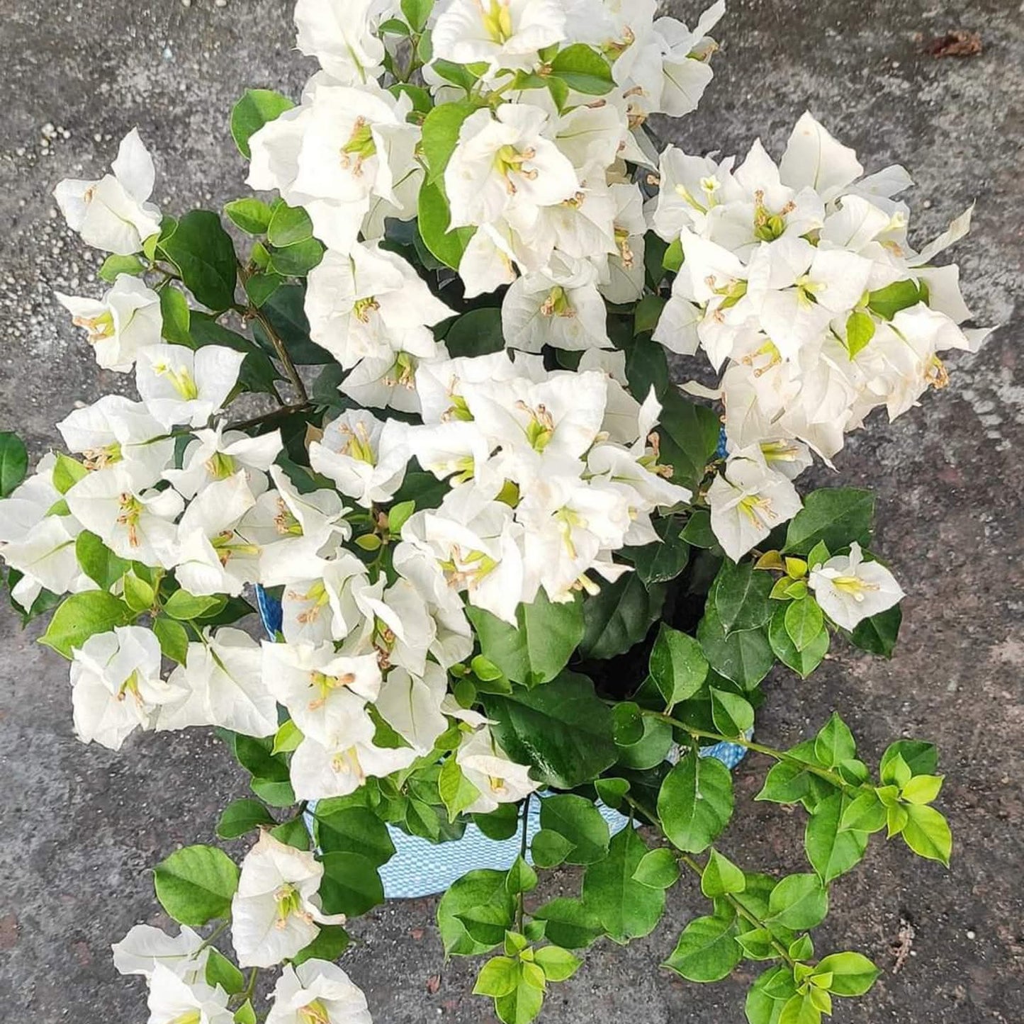 Sarada by Amitav Mukherjee