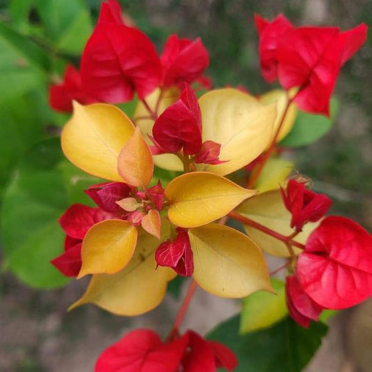 Royal Dauphine / Beautiful Red