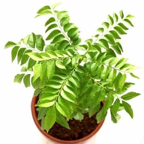 Curry Leaves