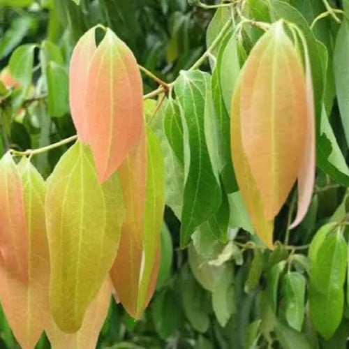 Bay Leaf