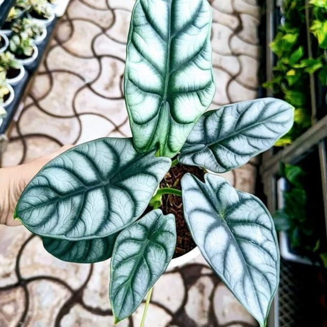 Alocesia Amazonica