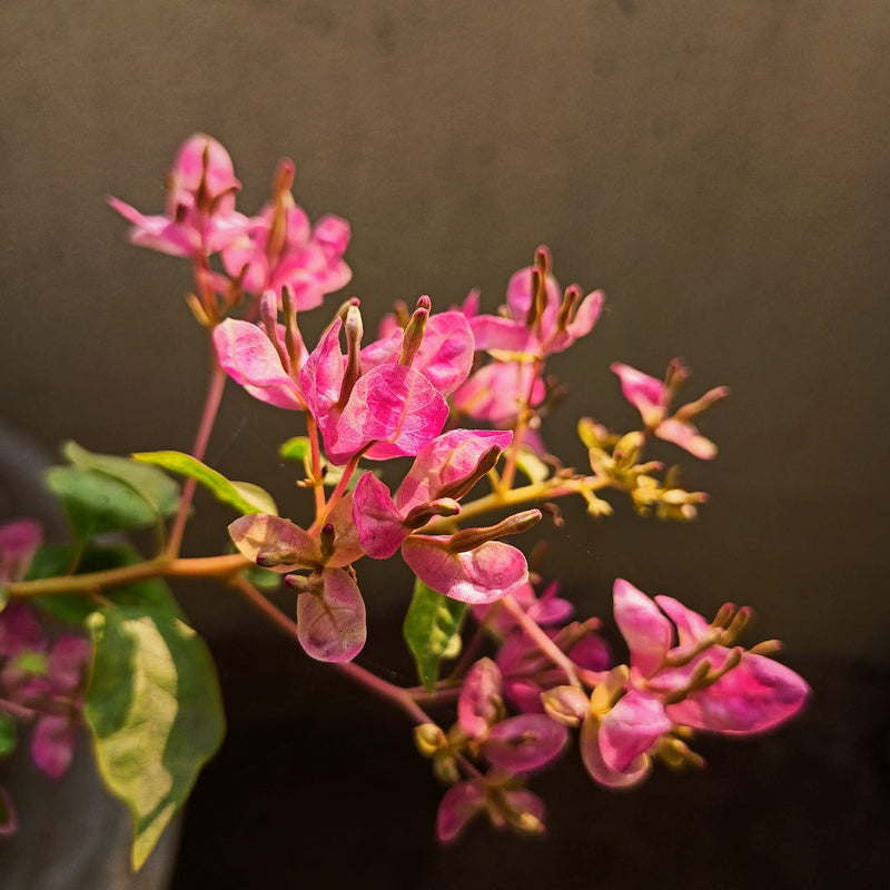 Fatema Pink