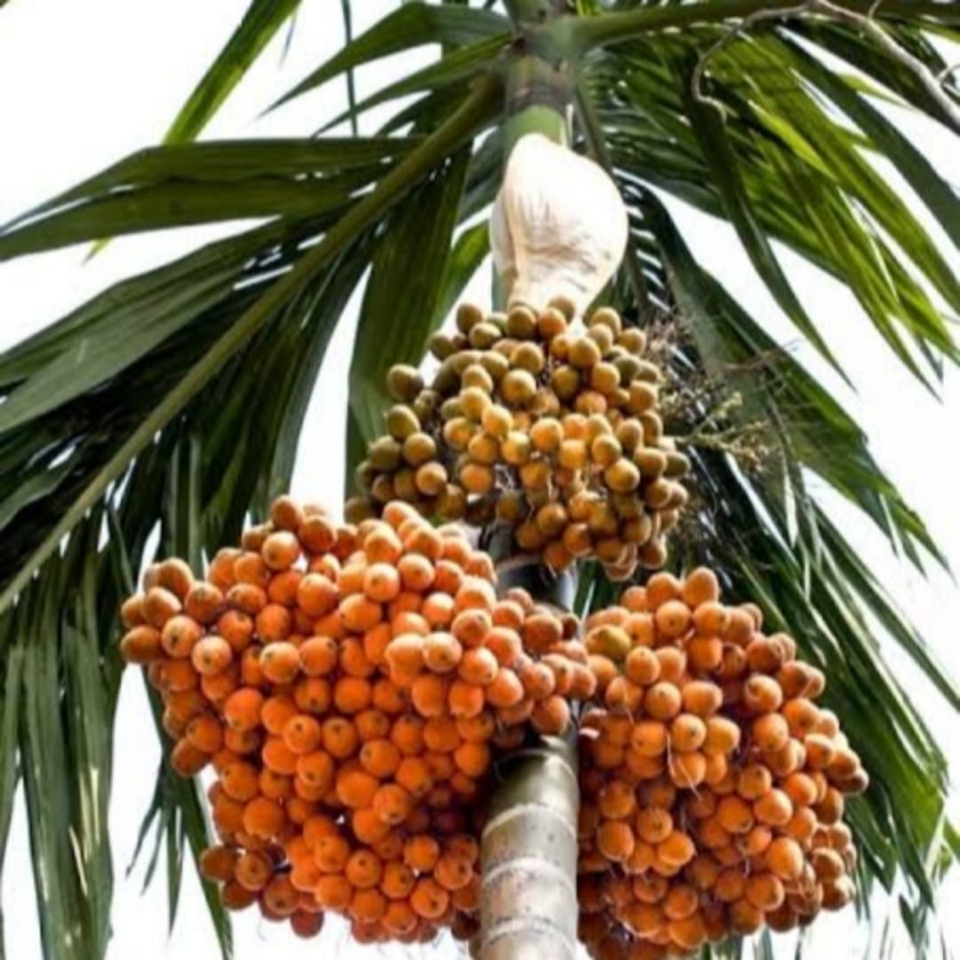Betel Nut