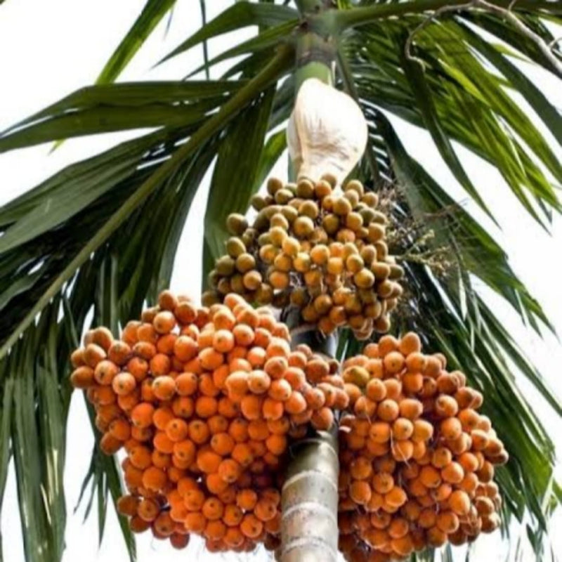 Betel Nut