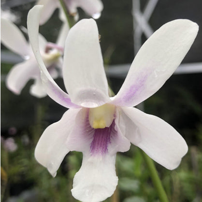 Dendrobium (Chan Chao x Helix) #255