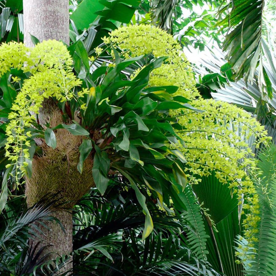 Grammatophyllum Scriptum Green