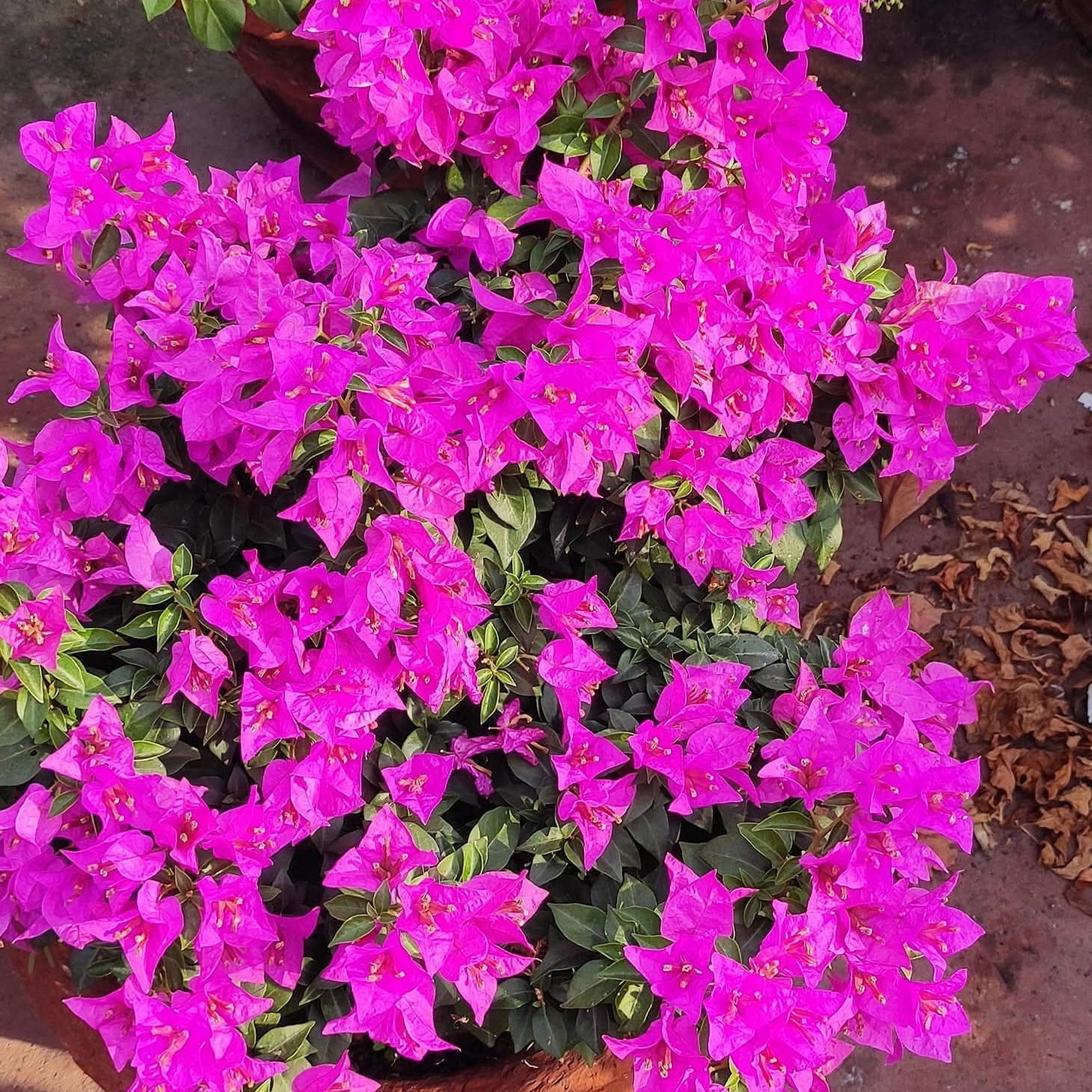 Jibonanda (জীবনানন্দ) by Amitav Mukherjee