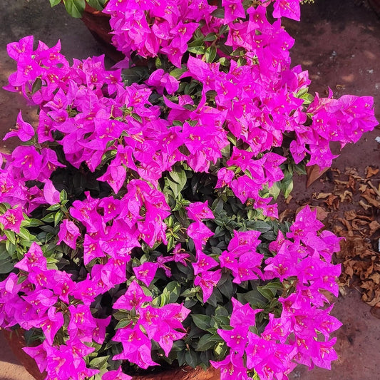 Jibonanda (জীবনানন্দ) by Amitav Mukherjee