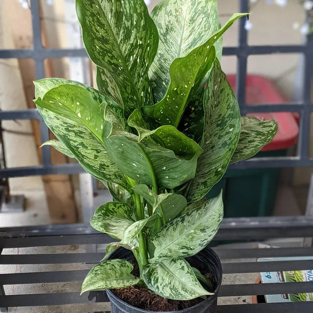 Dieffenbachia