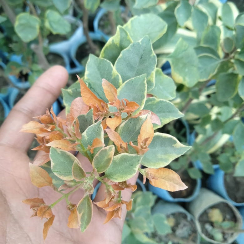 Pallavi (Rooted)