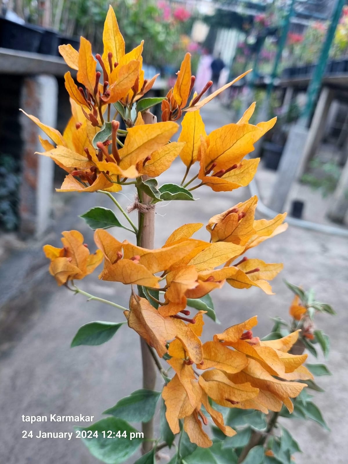 Butterfly Yellow (Grafted)