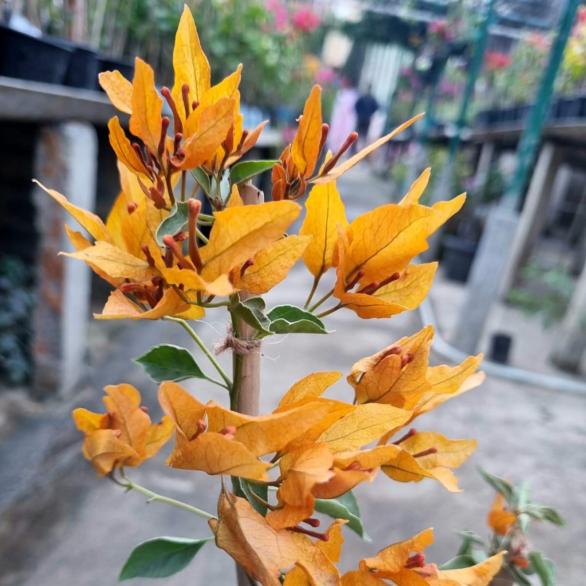 Butterfly Yellow (Grafted)