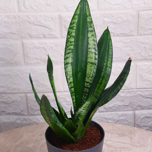 Sansevieria Whitney (Snake Plant – Whitney)