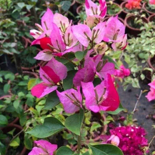 Cai Cai (Grafted)