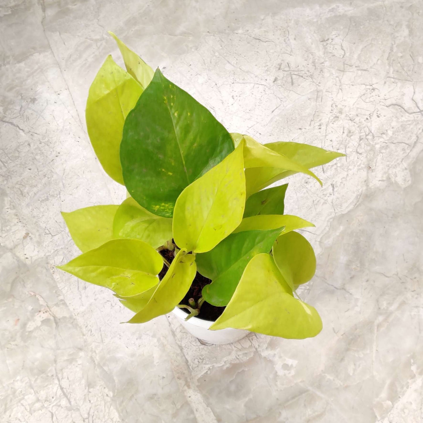 Golden Money Plant Hanging