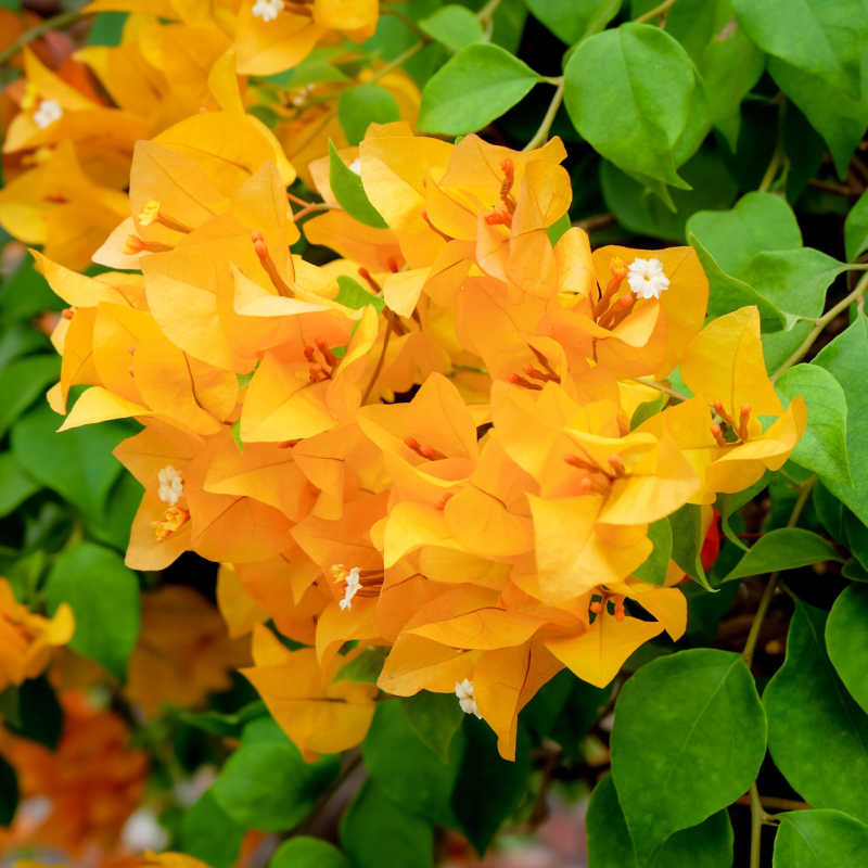 Chilli Yellow