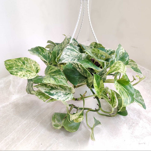 Marble Money Plant Hanging 15 cm pot