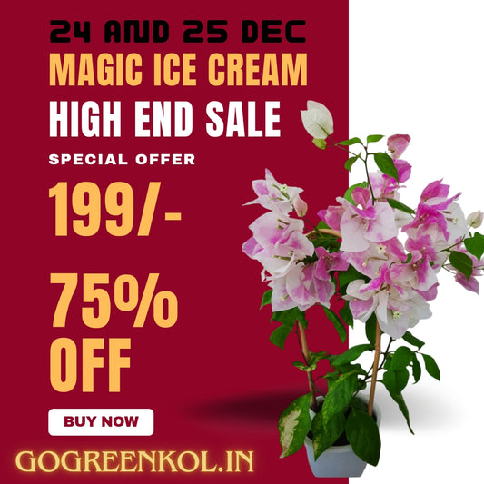 Magic Ice Cream (Rooted)