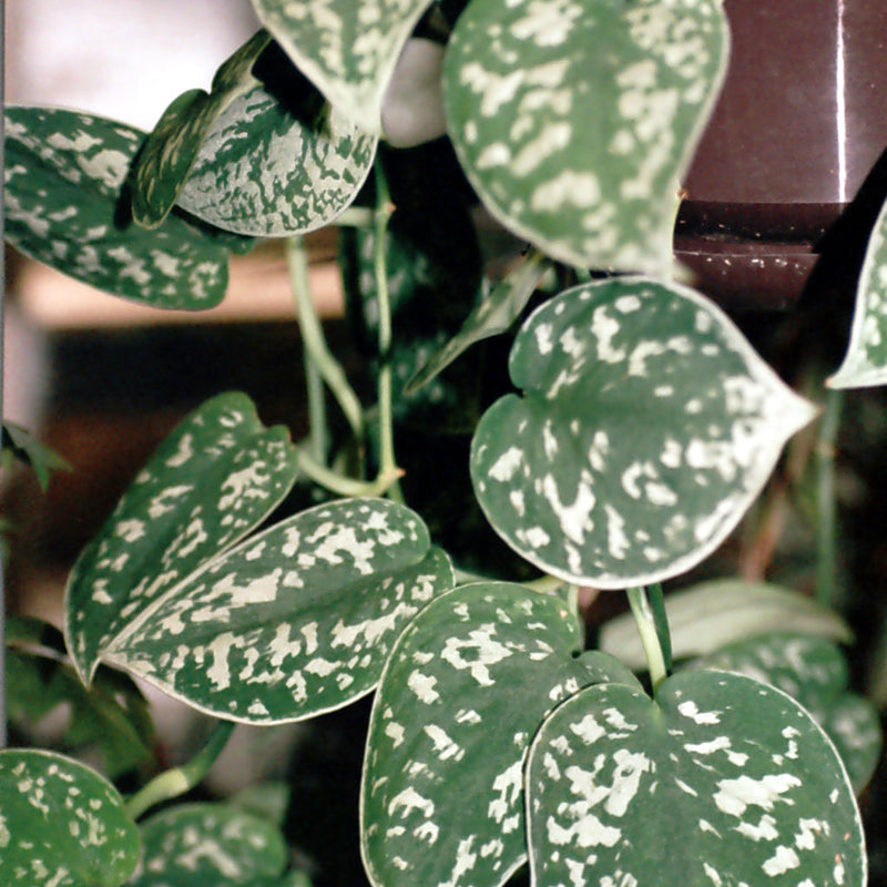 Scindapsus