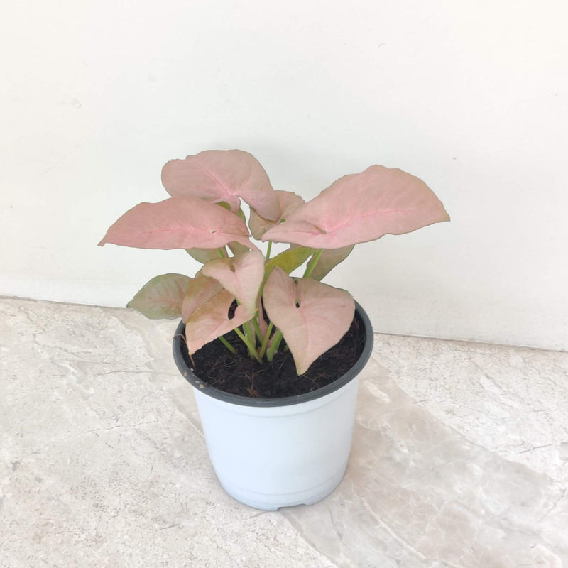 Syngonium Pink
