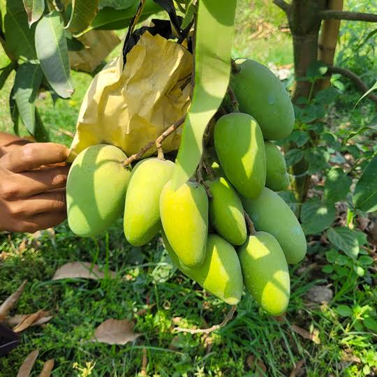 Kathi Mon Mango