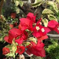 Chilli Red Veriegated