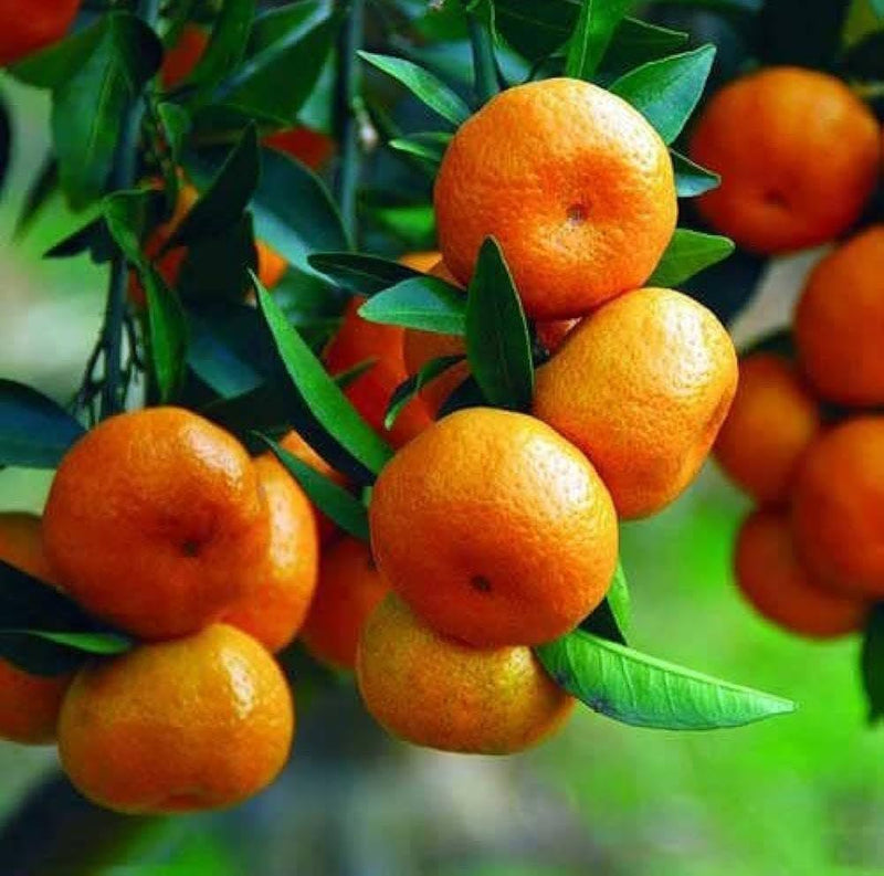 Darjeeling Misti Komla (Grafted)