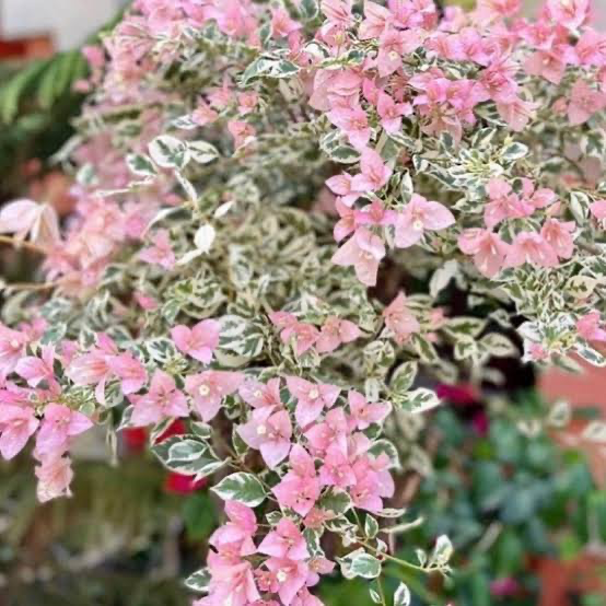 Pink Patch From Philippines