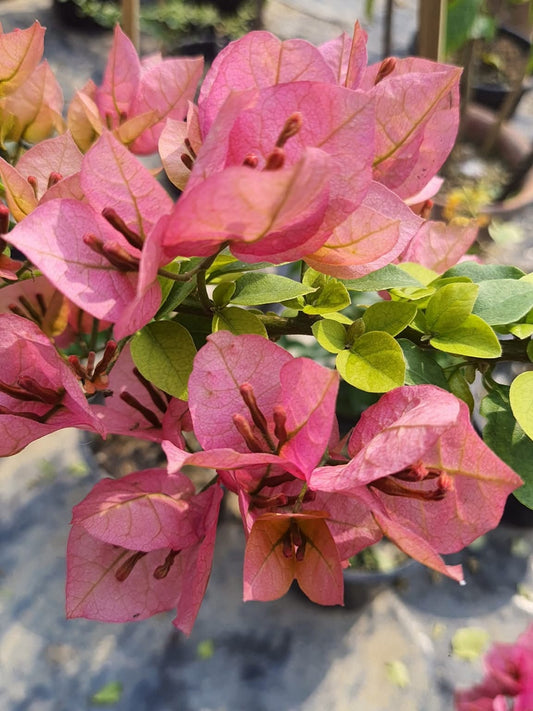 Mahatir peach (Grafted)