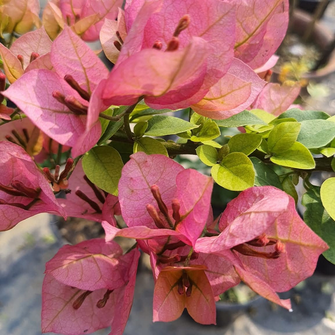 Mahatir peach (Grafted)